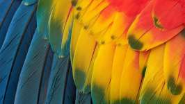Couleurs éclatantes