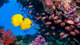 Couleurs éclatantes