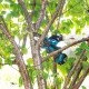 Makita DUC101Z tronçonneuse 320 W Noir, Bleu Makita DUC101Z tronçonneuse 320 W Noir, Bleu