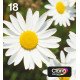 Epson Daisy Cartouche d'encre 4-colours 18 EasyMail