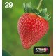 Epson Strawberry Multipack 4-colours 29 EasyMail