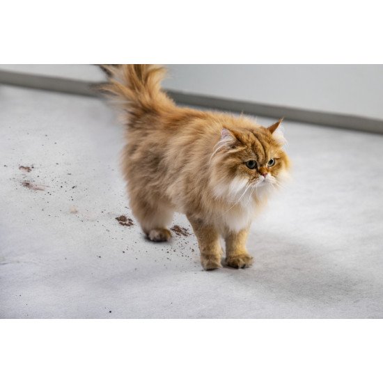 Rowenta X-Clean 4 GZ5035WO aspirateur balai et balai électrique Batterie Sec&humide mousse Sans sac 200 W Gris