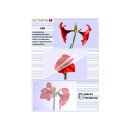 Olympia 1x100 DIN A5 125 micron pochette plastique 100 pièce(s) Olympia 1x100 DIN A5 125 micron pochette plastique 100 pièce(s)