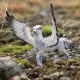 schleich Buckbeak schleich Buckbeak