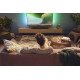 Philips TAB5109/10 haut-parleur soundbar Gris 2.0 canaux 60 W